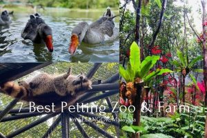 7 Best Petting Zoos and Farms in Selangor 5